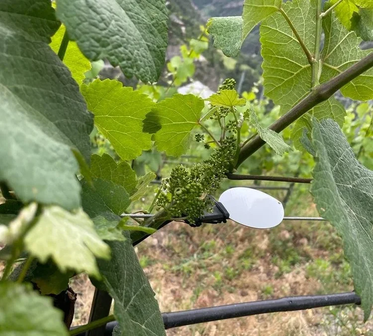 Water Smart Agriculture Greenhouse Gardening IoT Case Study