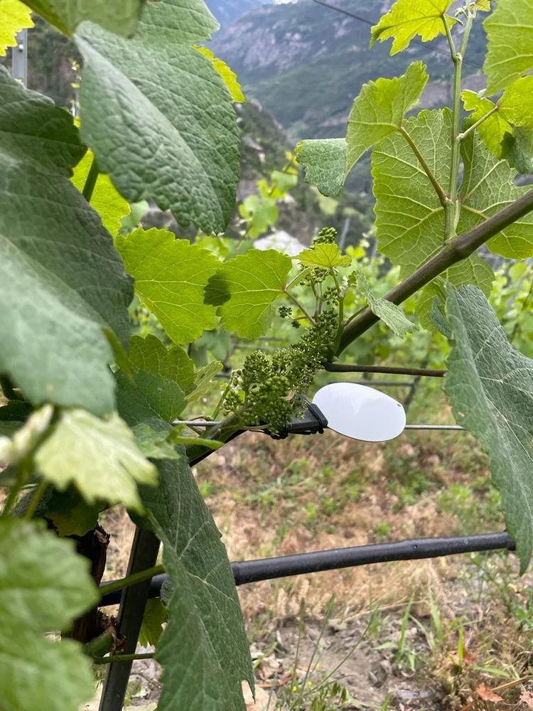 DecentLab Leaf Wetness Sensor Smart Agriculture LoRaWAN C-size Battery