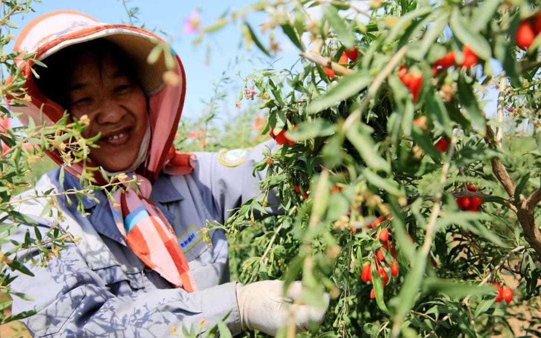 Efficient IoT Water-Saving Irrigation Development for Goji Berry Cultivation Base