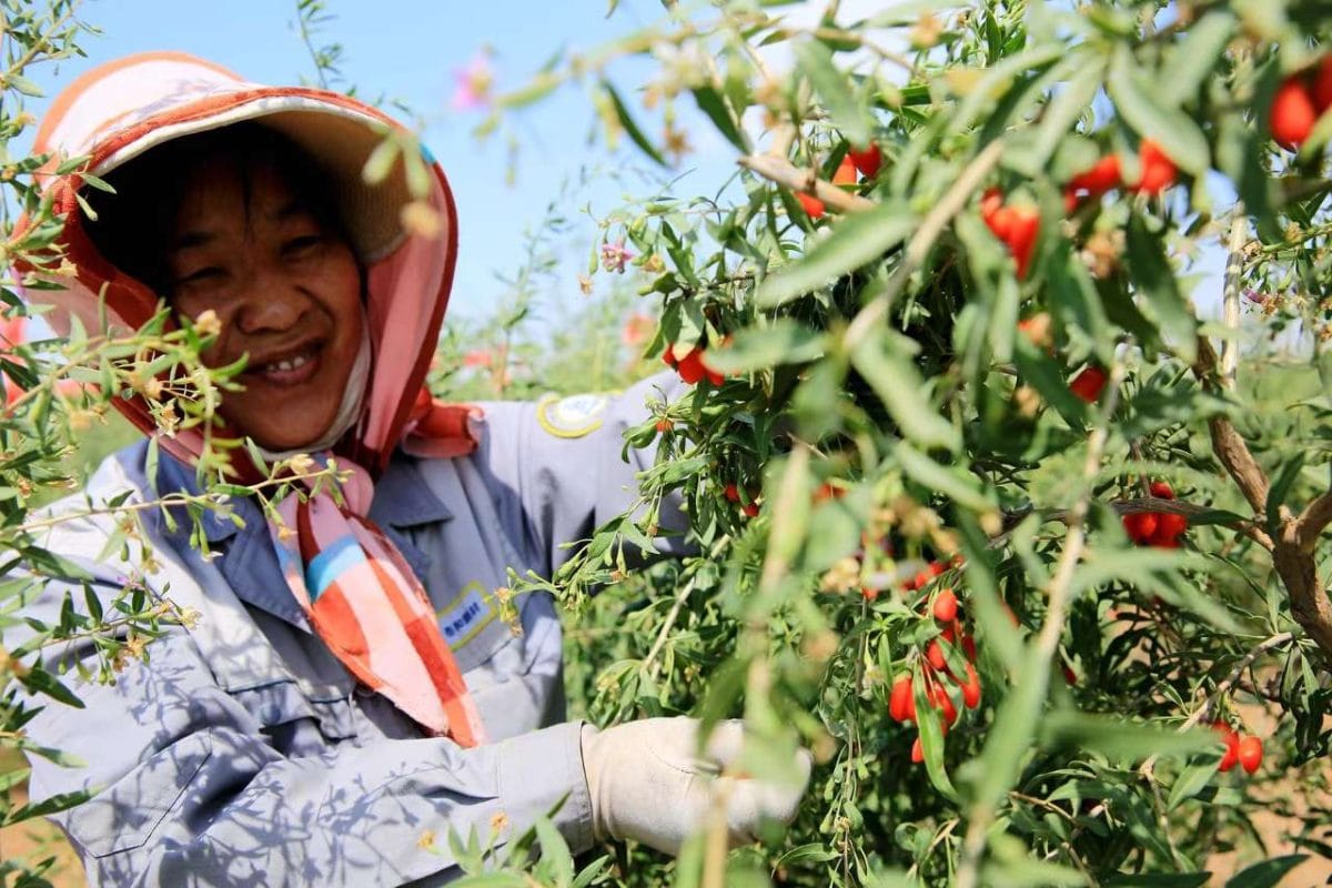 Efficient Water-Saving IoT Irrigation Development for Goji Berry Cultivation Base